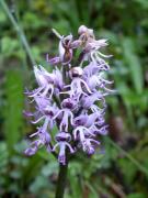 Flor dels simis monetes (Orchis simia)