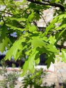 Roure pènol, roble albar (Quercus robur)
