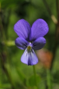 Pensament del Montseny (Viola bubanii)