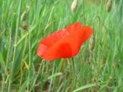 Papaver dubium