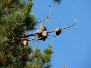 Pi insigne, (Pinus radiata).