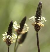 Plantaginàcies Plantatge (Plantago lanceolata )