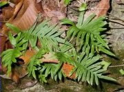 Polipodi (Polypodium vulgare)