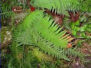 Polístic setífer (Polystichum setiferum)