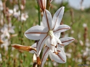 Porrassina (Asphodelus fistulosus)