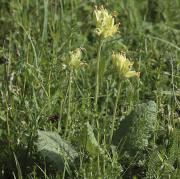 Prímula vera (Primula veris)