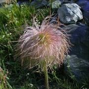 Pulsatilla blanca (Pulsatilla alpina subesp. alpina)