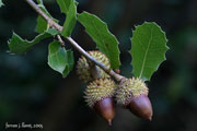 Quercus coccifera L. (coscoll)