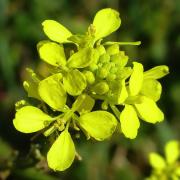 Ravenissa groga (Erucastrum nasturtifolium)