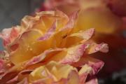 Rose Hybrid Tea' (Rosaceae)