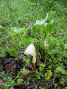 Sarriassa (Arum italicum)