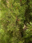 Savina (Juniperus phoenicea)