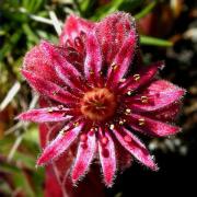 Sempervivum arachnoideum