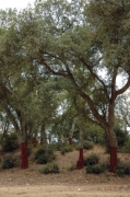 Alzines sureres (Quercus suber)
