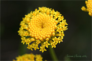 Santolina chamaecyparissus L. subsp. squarrosa (DC.) Nyman