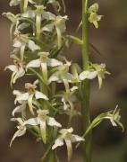 Satirión verd (Platanthera chlorantha)