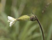 Silene latifolia