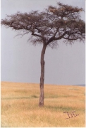 Arbre de la sabana