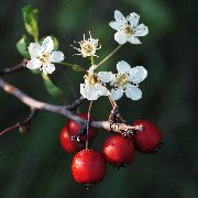 tardor i primavera