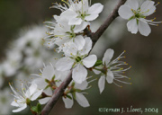 Prunus spinosa L. (aranyoner)