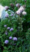 Talictre aquilegifoli (Thalictrum aquilegifolium)