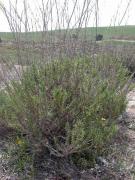 Tríncola (Gypsophila struthium subsp hispanica)