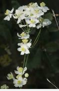 Talictre tuberós, ruda de prat  (Thalictrum tuberosum)