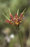 Tragopogon porrifolius