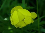 Trollius europaeus