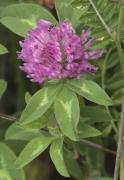 Trèvol de prat (Trifolium pratense)