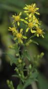 Vara d'or (Solidago virgaurea)