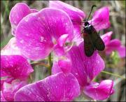 Vecera borda (Vicia Angustifolia)