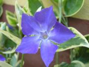 Vinca minor, Vinca