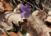 Violeta de bosc (Viola alba)