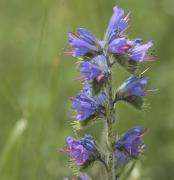 Viperina (Echium vulgare)