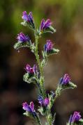 Viperina (Echium vulgare)