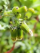 Xenixell, hierba cana (Senecio vulgaris L.)