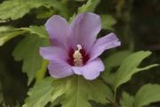 Altea Rosa de Siria (Hibiscus syriacus)