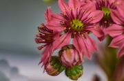 Flor de planta  grassa