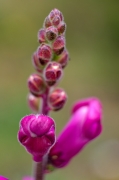 Conillets ( Antirrhinum majus )