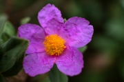 Estepa blanca (Cistus albidus)