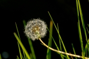 Dent de lleó (Taraxacum officinale)