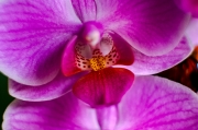 Phalaenopsis ...