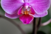 Phalaenopsis ...