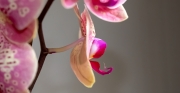 Orquidea