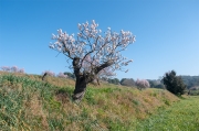 Arbre d'ametller