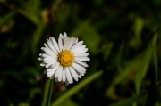 Margarita. Leucanthemum vulgare