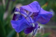 Lliri blau (Iris germanica)