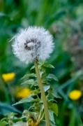 Dent de lleó (Taraxacum officinale)