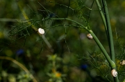 Fonoll (Foeniculum vulgare)